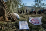 Akhisar'da dolu, zeytin rekoltesini vurdu: Üreticiler için acil destek talebi