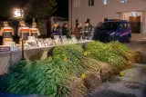 Bingöl’de jandarmadan kapsamlı huzur operasyonu: 4 tutuklama, binlerce kenevir kökü ele geçirildi