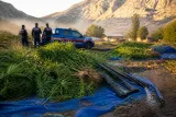 Bucak’ta şafak operasyonu: kenevir eken şüpheli sulama sırasında suçüstü yakalandı