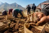 Hakkari Yüksekova'da salep üretimi ticari hale geldi, çiftçiler yeni gelir umudu buldu