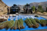 Jandarma 26 Haziran–3 Temmuz’da 4 kişiyi tutukladı, on binlerce kenevir ele geçirildi