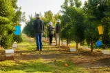 Osmaniye'de turunçgil bahçelerinde biyolojik mücadele uygulamaları değerlendirildi