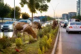 Silvan'da orta refüjlerde dolaşan inekler trafik güvenliğini ve yeşil alanları tehdit ediyor