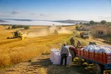 Sinop Saraydüzü'nde 2026 buğday hasadı başladı, tarlarda biçerdöver sesleri yükseliyor