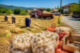 Taşköprü sarımsağında hasat başladı: Üreticiler sezon için umutlu