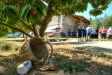 Tosya'da ilaçlanan ağaçtan kiraz yiyen kişi öldü, eşi yoğun bakımda