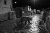 Yıldızeli Çırçır'da gece sokaklara inen bozayı köy sakinlerini tedirgin etti