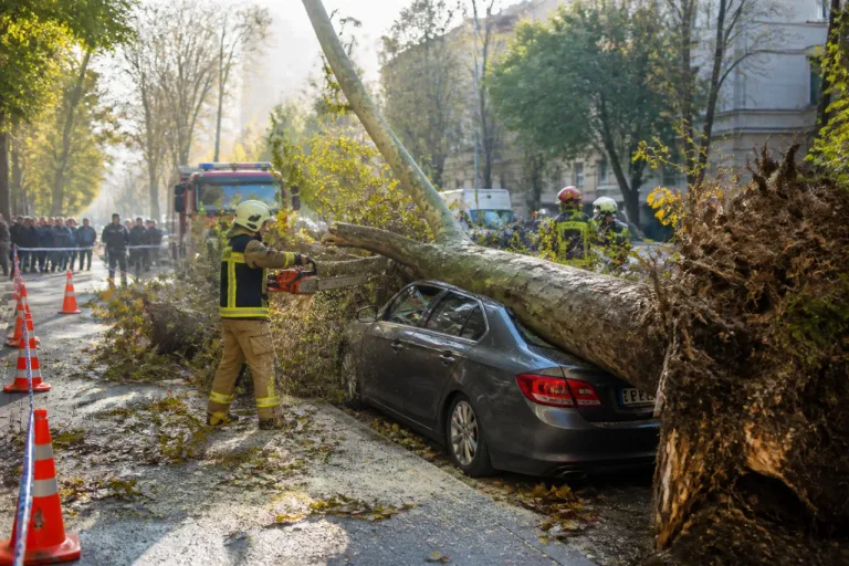 Bakırköy'de asırlık çınar devrildi, park halindeki otomobile zarar verdi