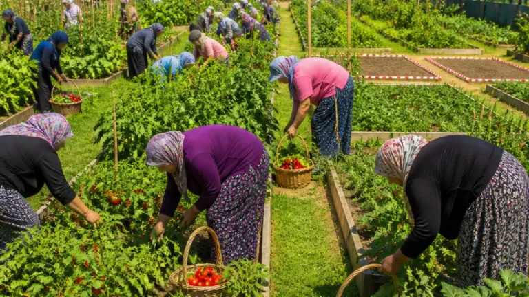 Bornova’da kent bostanlarında hasat: Doğanlar’da 278 üreticiyle sezon başladı