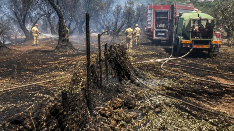 Gemlik’te Kurtuluş Mahallesi zeytinliğinde çıkan yangın kısa sürede kontrol altına alındı