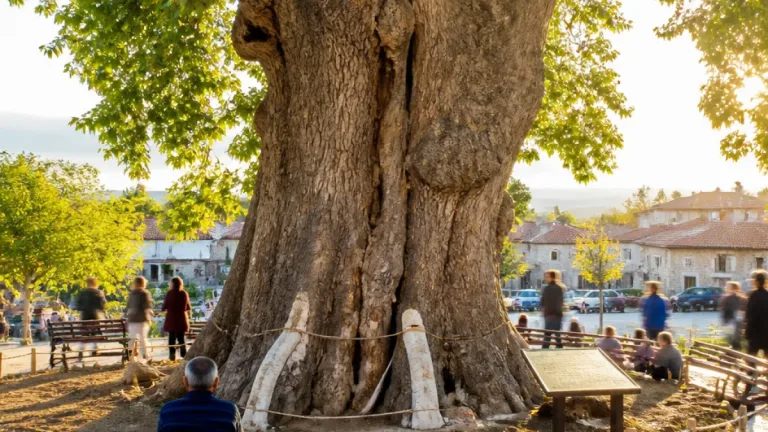 Nizip'in Sekili’sindeki 700-800 yıllık Ulu Çınar, turizme kazandırılmayı bekliyor